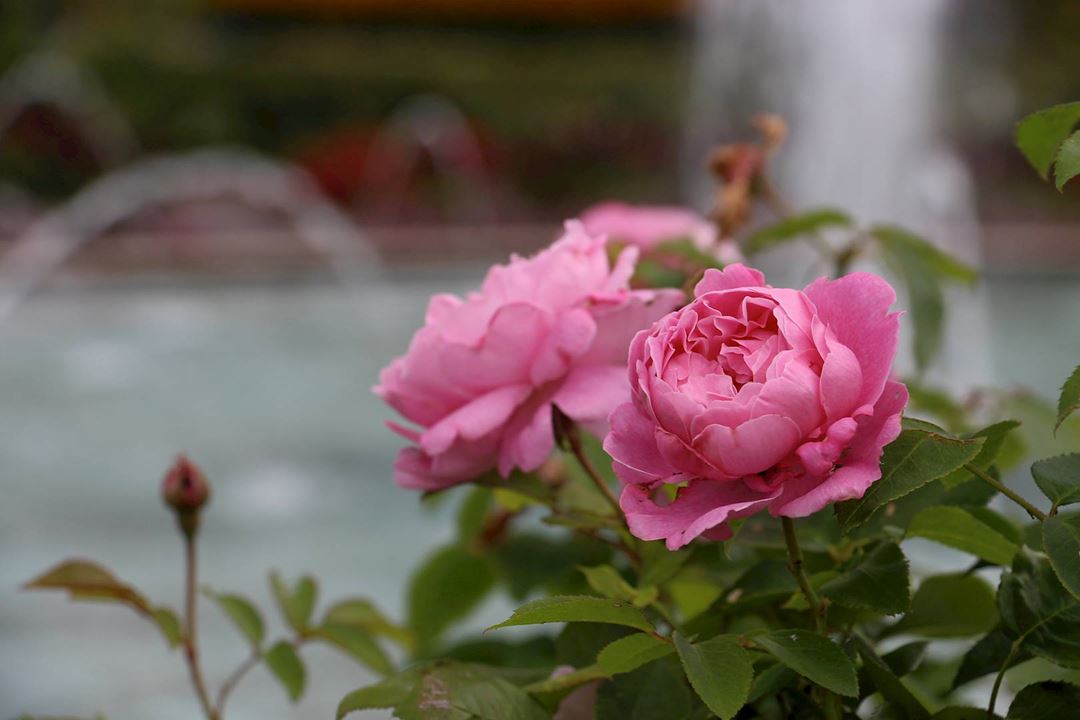 Roses
